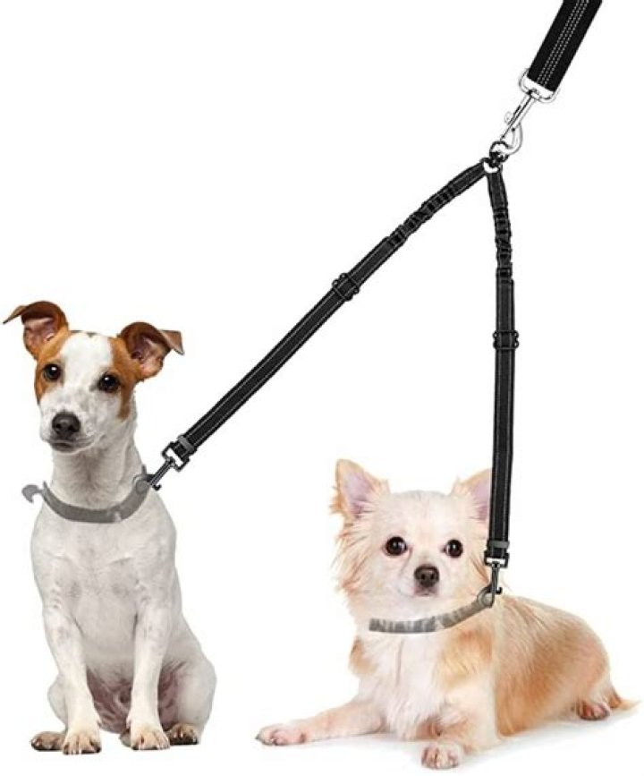 8 Tips for Buying a Best Dog Leash