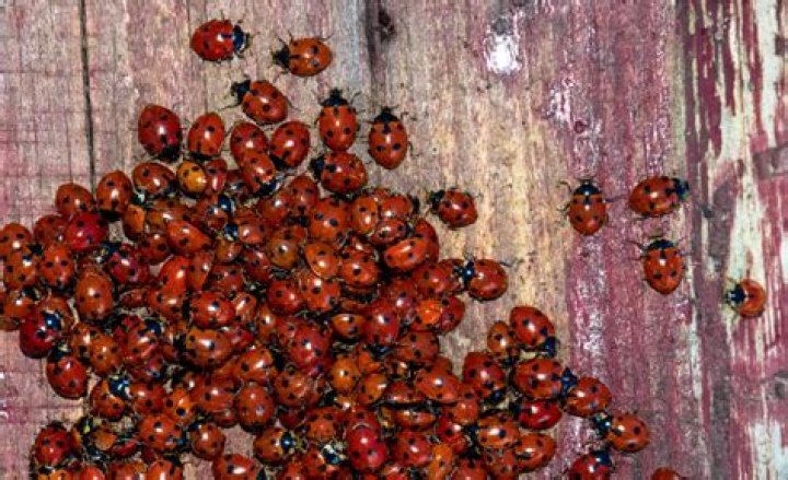 Are ladybugs native to Texas?