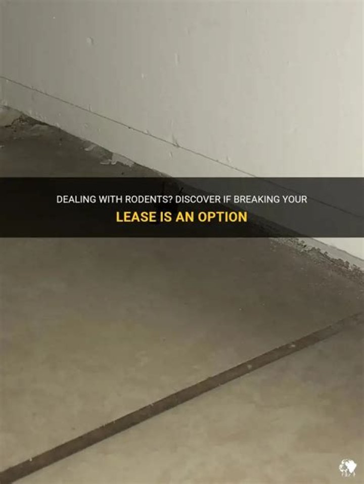 Can I break my lease because of rodents?