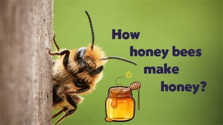 Do honey bees make honey year round?