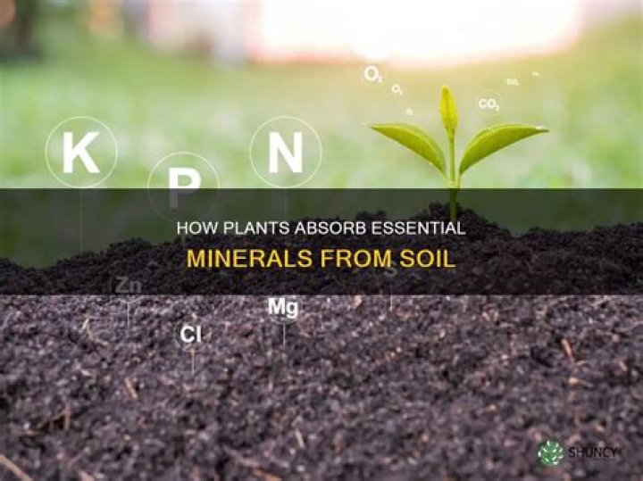 Do plants get minerals from soil?
