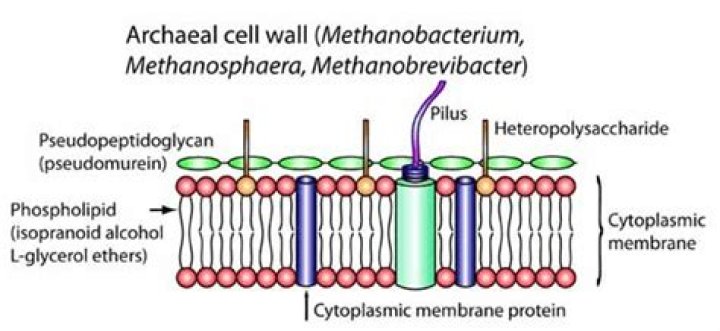 Does archaea have a cell wall?