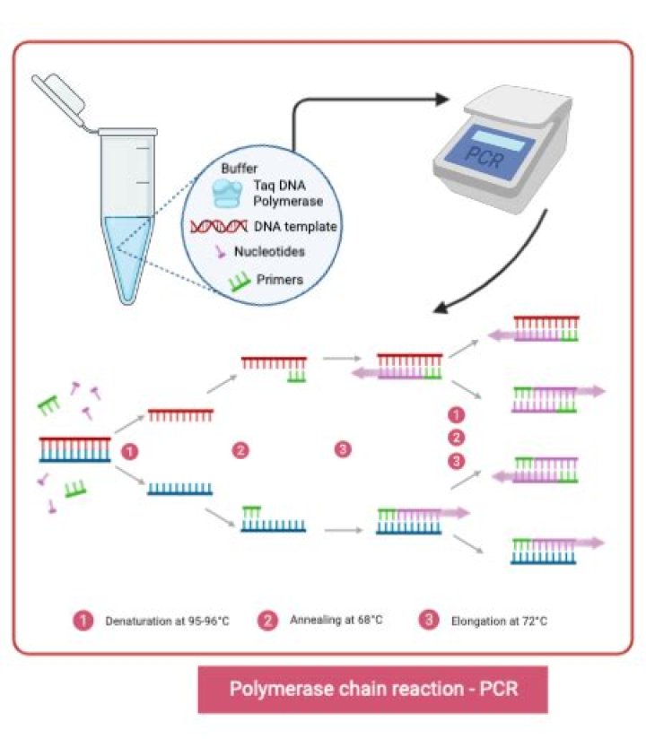 How do you analyze PCR results?