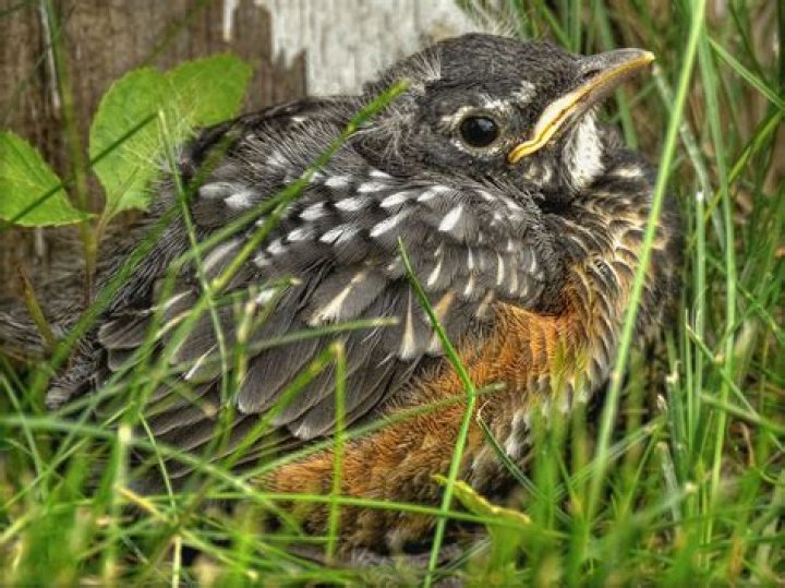 How do you know if a robin has a abandoned nest?