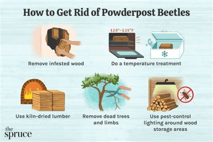 How do you treat powder post beetle infestation?