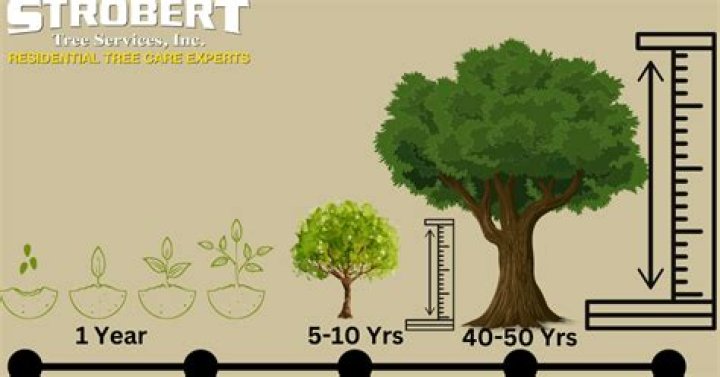 How long do tree farms take to grow?