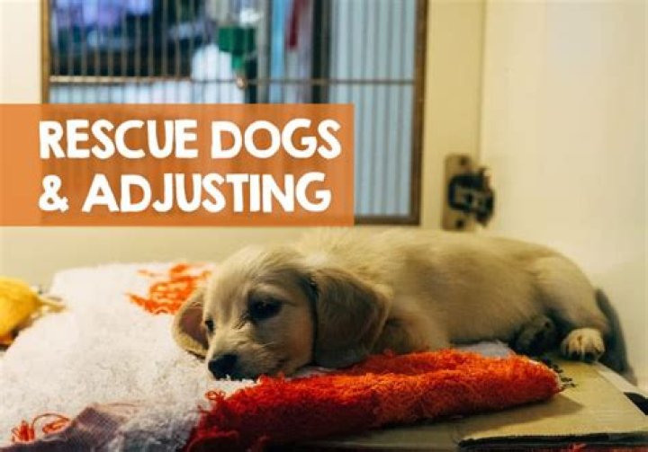 How long does it take for rescue dogs to adjust?