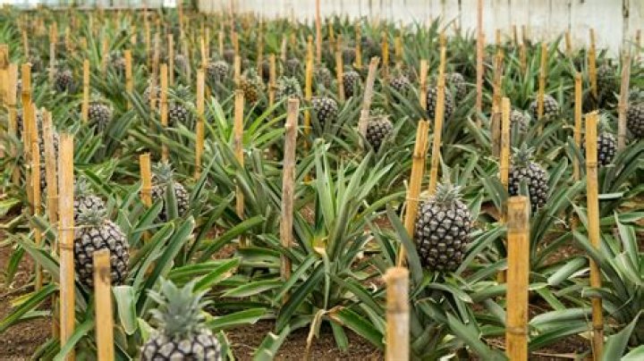 How many pineapples does a plant produce?