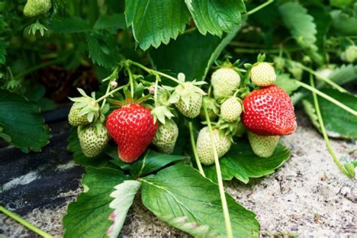 How many years do strawberry plants produce fruit?