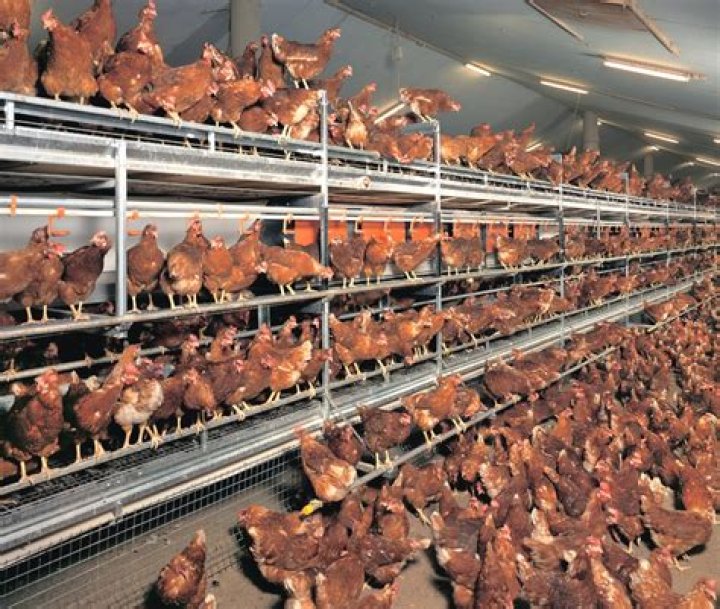 How much do chicken house farmers make?