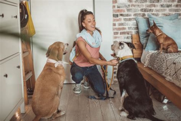 How much do you pay a house pet sitter?