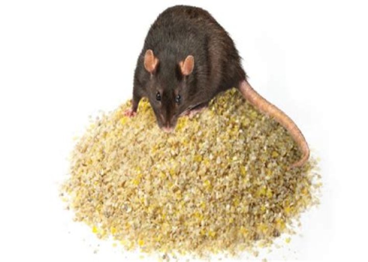 How much does it cost to feed mice?