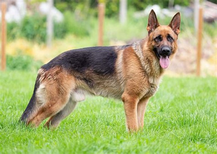 How much does it cost to import a German Shepherd from Germany?