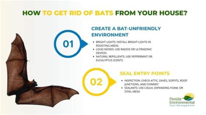 How much does it cost to remove bats from a house?