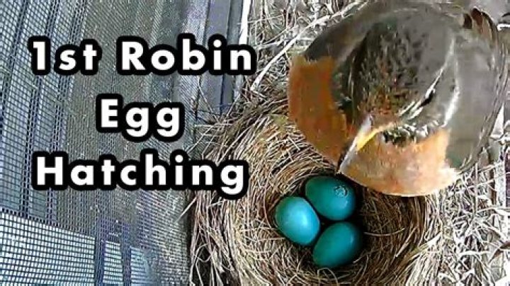 How often does Robin refuse to do activities?