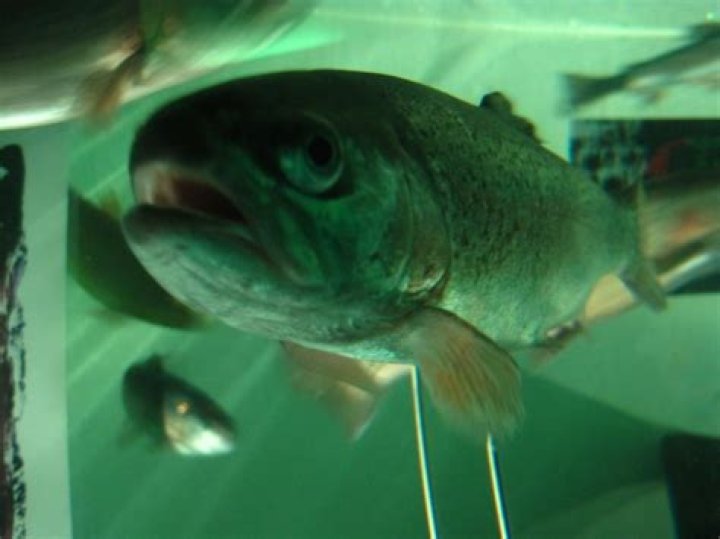 Is aquarium bad luck in the house?