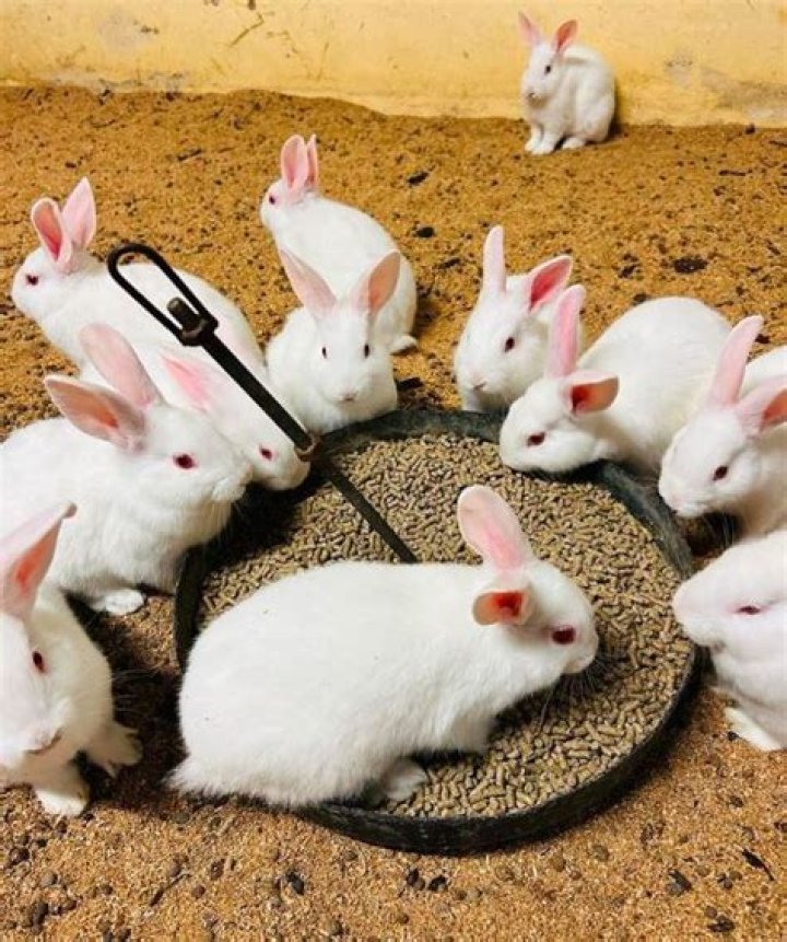 Is selling pet rabbits profitable?