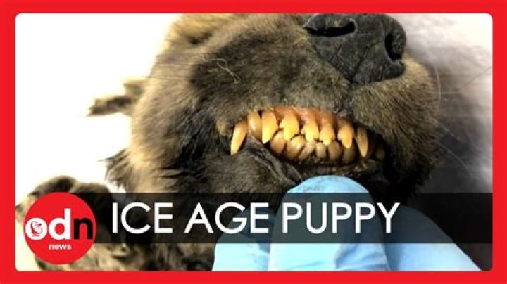 Is the 18000 year old puppy still alive?