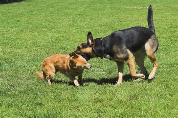 Should I pay vet bill if my dog bites another dog?