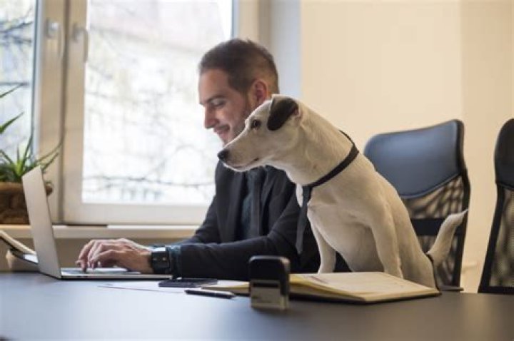 The Pros and Cons of Pet-Friendly Offices