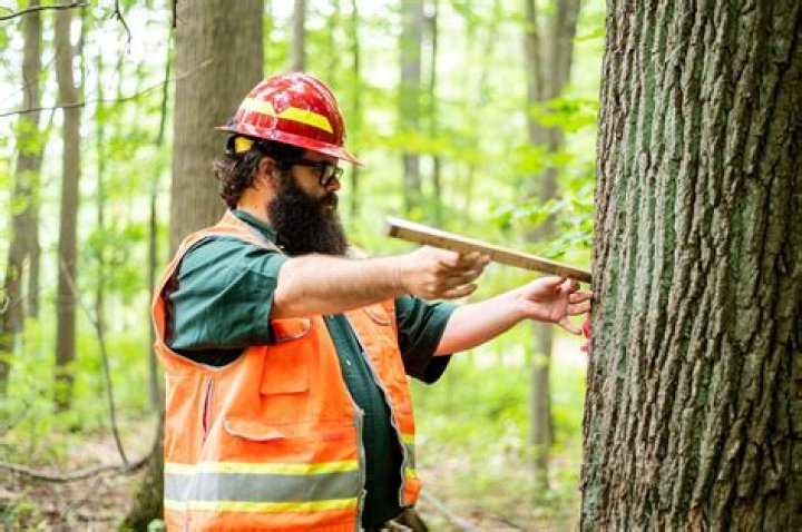 What are common work activities performed by foresters?