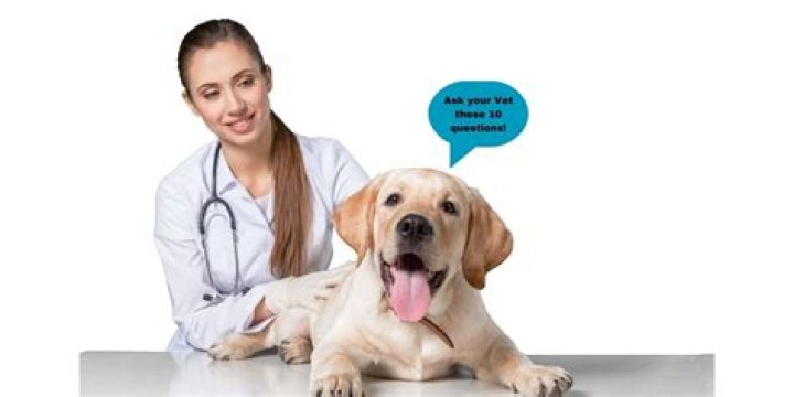 What are some good questions to ask a veterinarian?