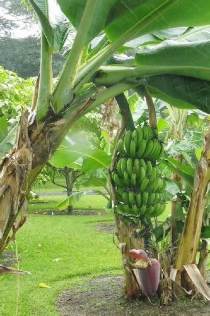 What are SS Questions?