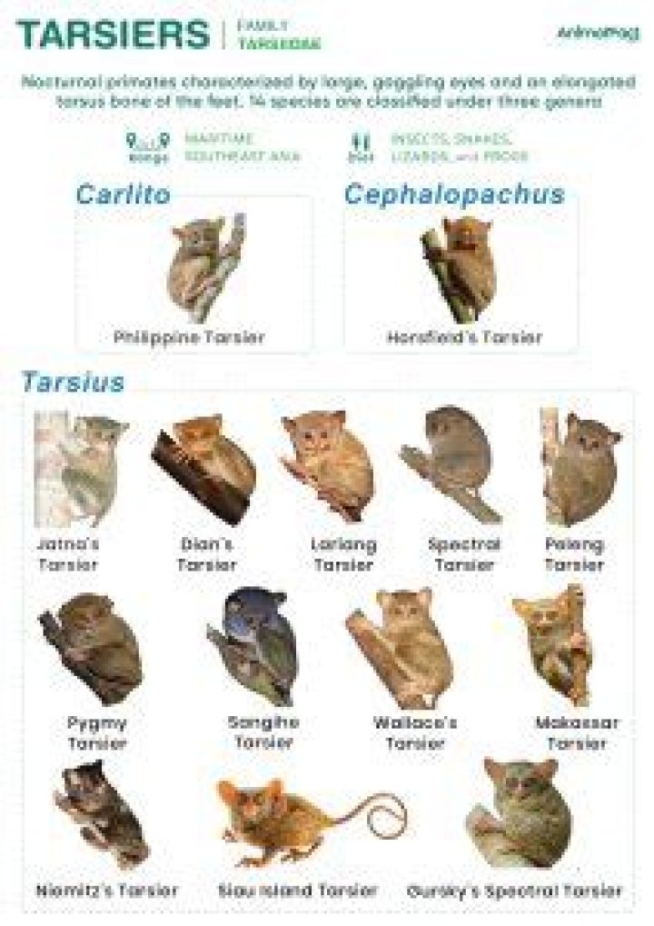 What are tarsiers predators?