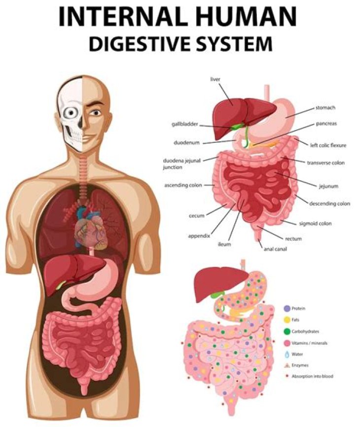 What are the 3 most important parts of the digestive system?