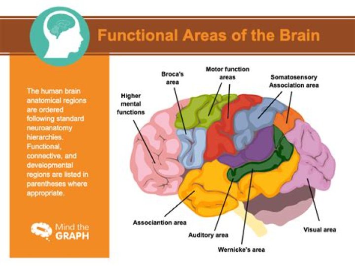 What are the functional areas?