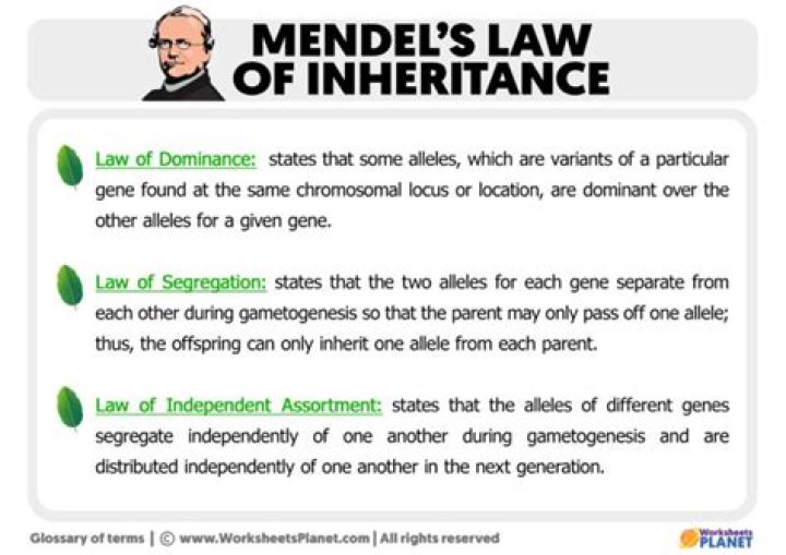 What are the inheritance laws in NJ?