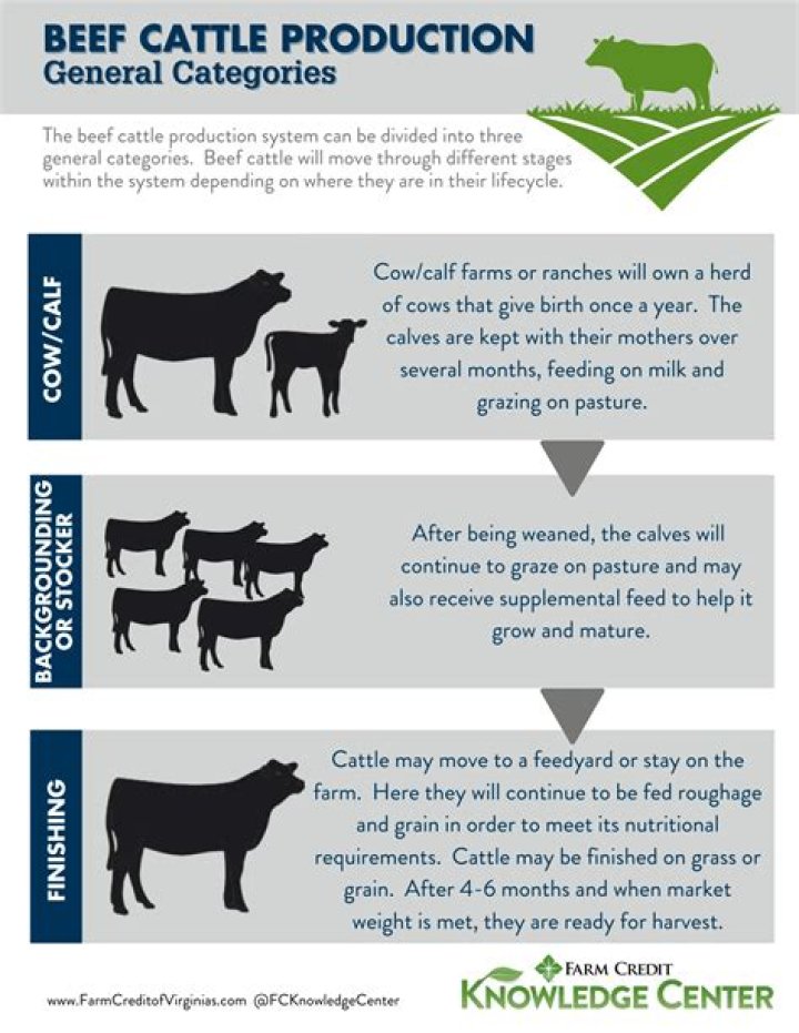 What considerations are made when selecting breeds of cattle for a beef operation?