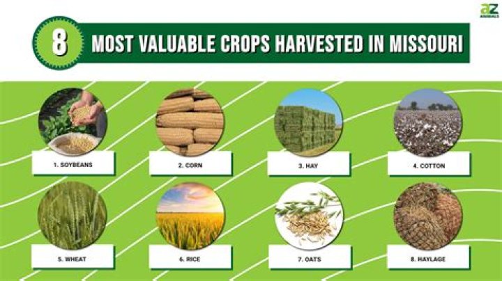 What crop does China produce the most of?