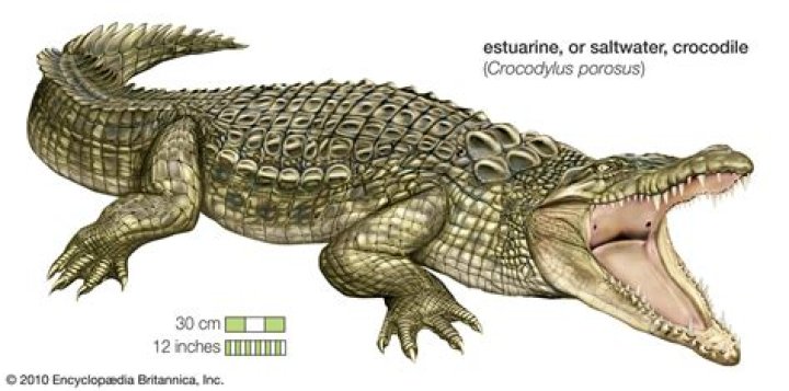What do crocodiles use their tail for?