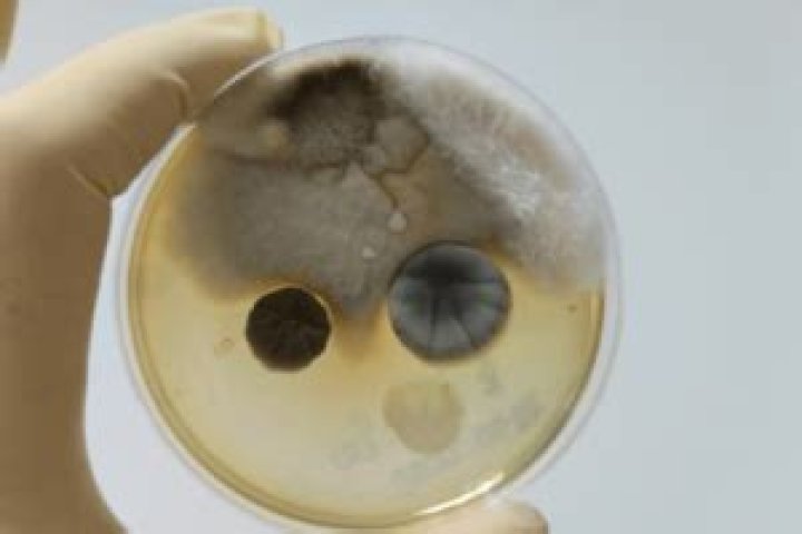 What do you do if you test positive for mold?