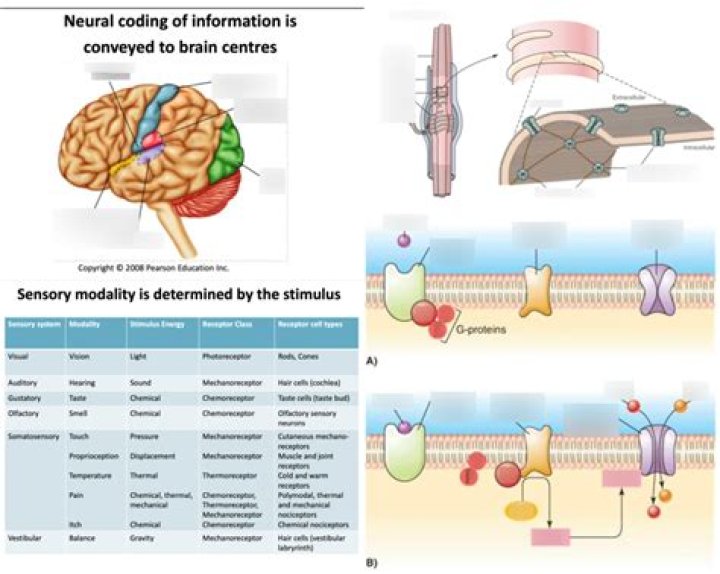 What do you understand by vision?