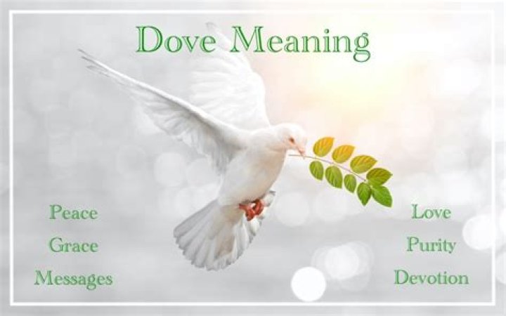 What does a white dove symbolize?