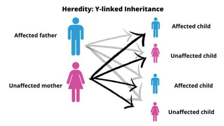 What does it mean by inheritance?