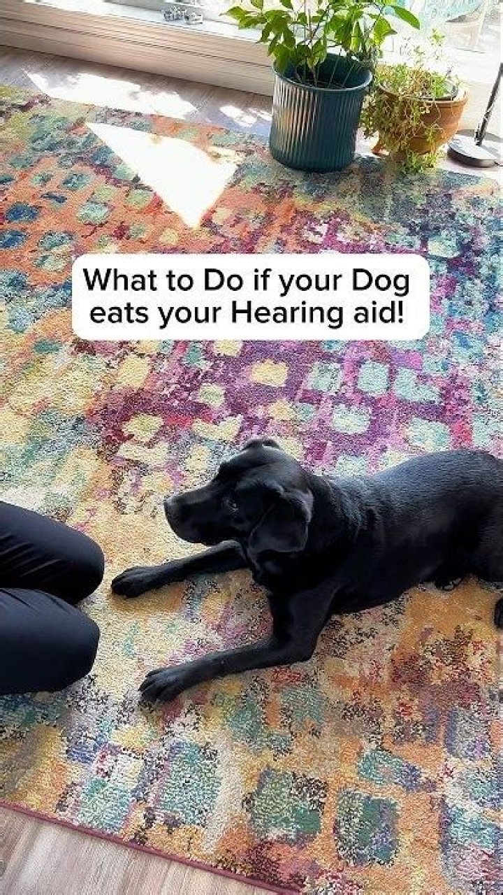 What if a dog eats a hearing aid?