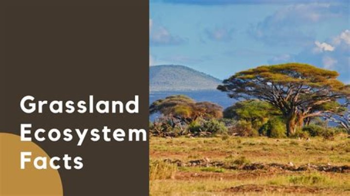 What is a fact about grasslands?