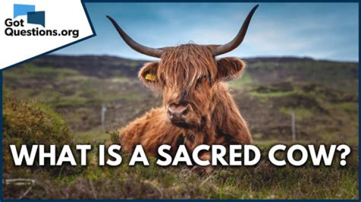 What is a sacred cow give some examples?