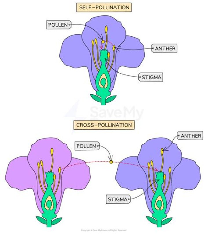 What is it called when a college pays for your education?
