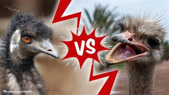 What is the difference between the EU and the EMU?
