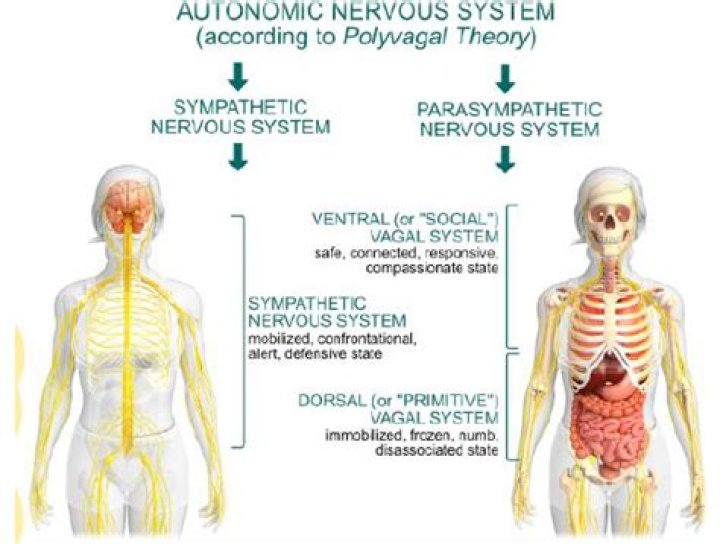 What is the Linda theory?