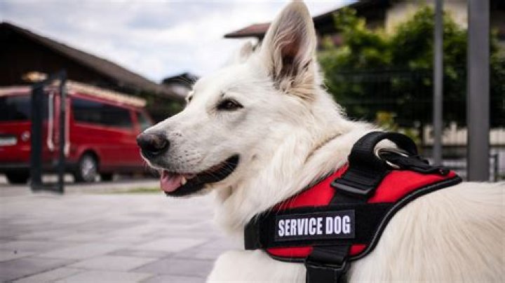 What is the oldest you can train a service dog?