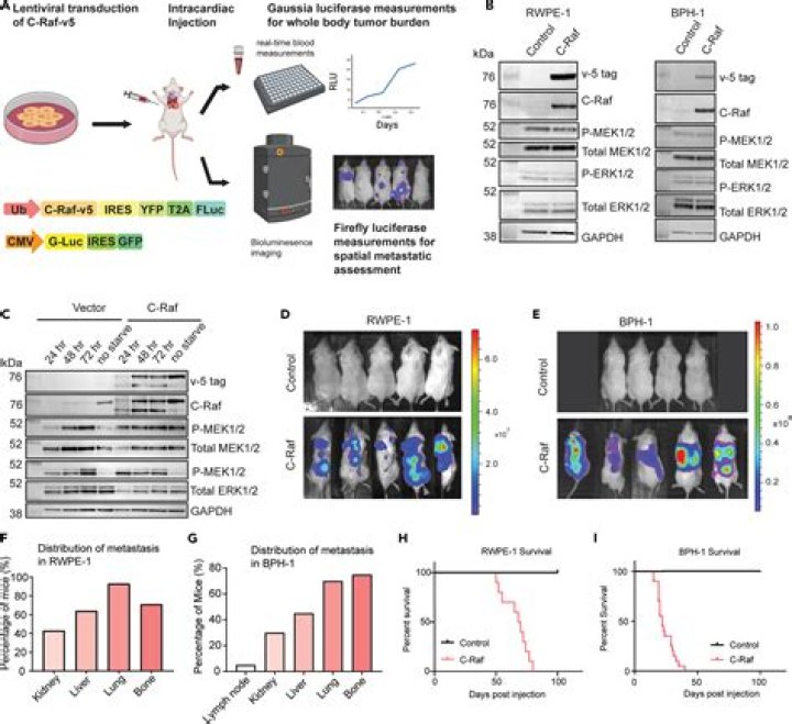 What is the RAF gene?