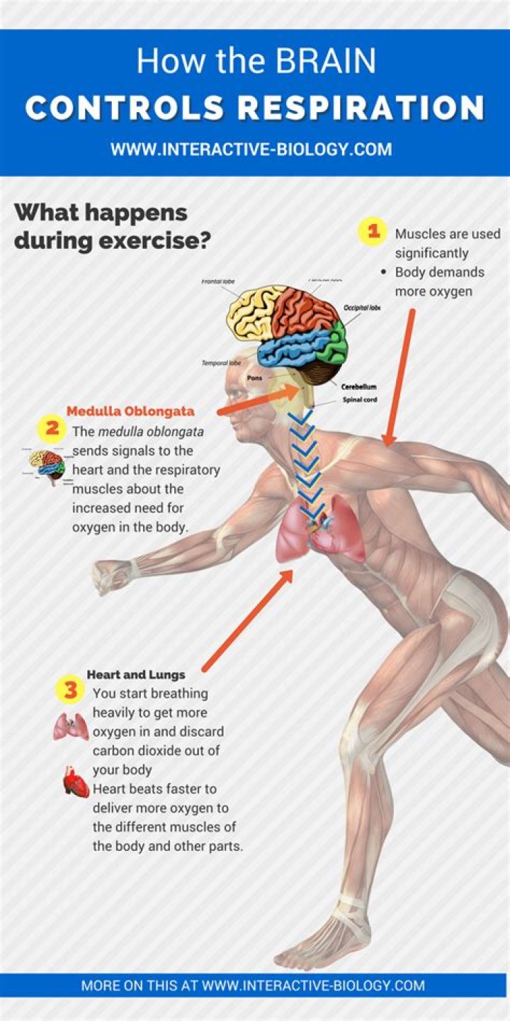 What part of the brain controls respiration rate?