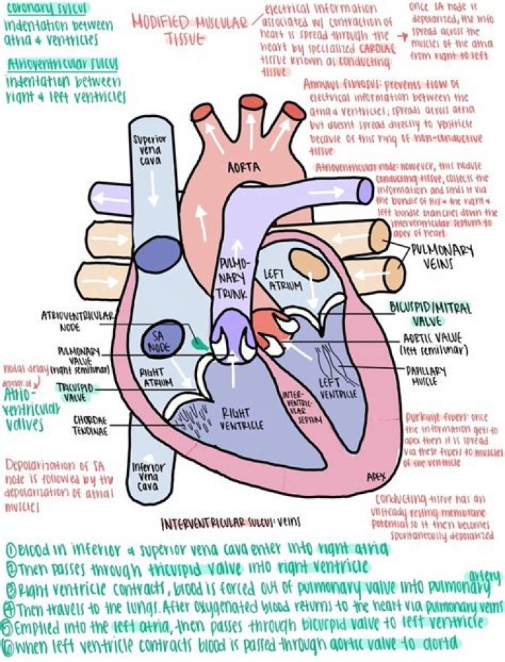 What percentage of heart function can you live with?
