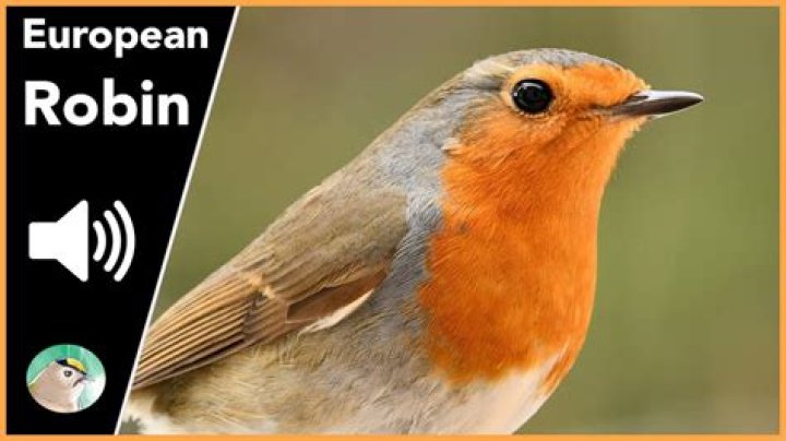 What sound does a robin make in the morning?