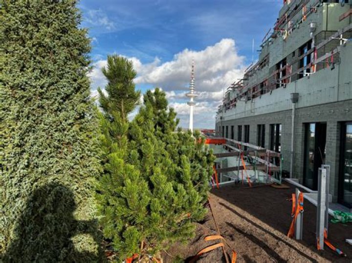 When was the first tree farm?